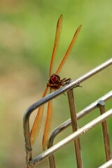 Libellula