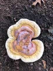 Ganoderma