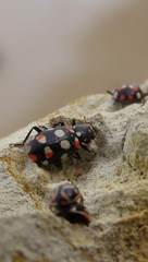 Eriopis connexa