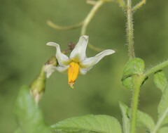 Solanum cardiophyllum