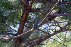 Eugenes fulgens