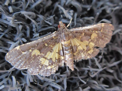 Eurrhyparodes bracteolalis