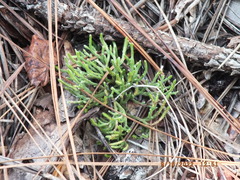 Selaginella arenicola