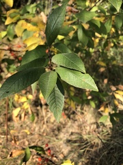 Prunus emarginata