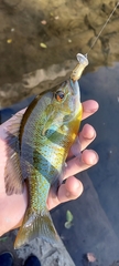 Lepomis auritus