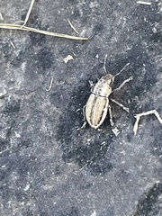 Naupactus