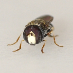 Paragus