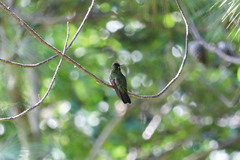 Eugenes fulgens