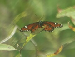 Limenitis archippus floridensis