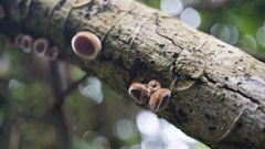 Auricularia polytricha