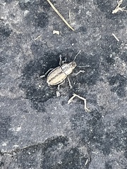Naupactus
