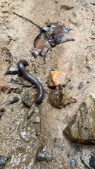 Narceus americanus