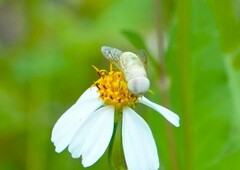 Chlorotabanus crepuscularis