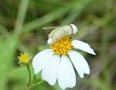 Chlorotabanus crepuscularis