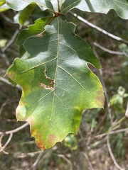 Quercus ilicifolia