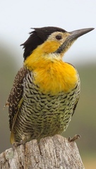 Colaptes campestris campestroides