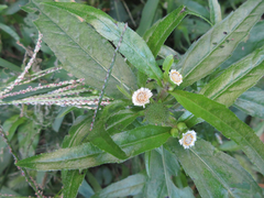 Eclipta prostrata
