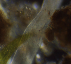 Spirostomum ambiguum