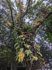 Davallia griffithiana