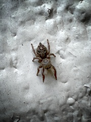 Habronattus coecatus
