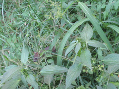 Muroidea