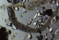 Spirostomum ambiguum