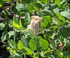 Capparis sandwichiana