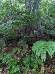 Angiopteris lygodiifolia