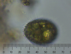 Colepidae