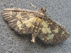 Eurrhyparodes bracteolalis