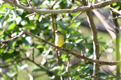 Euphonia hirundinacea