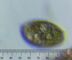 Colepidae