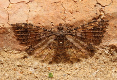Alucita phricodes