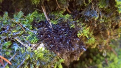 Scytinium lichenoides