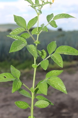 Solanum cardiophyllum