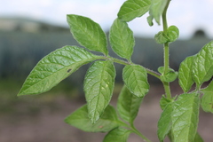 Solanum cardiophyllum