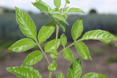 Solanum cardiophyllum