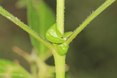 Solanum cardiophyllum