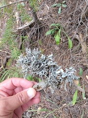 Pseudevernia furfuracea