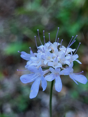 hlaváč južný (Scabiosa triandra)