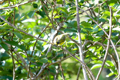 Euphonia hirundinacea