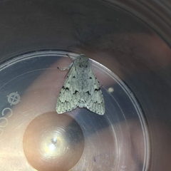 Acronicta leporina