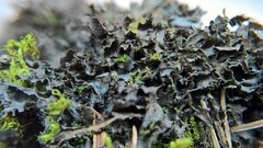 Scytinium lichenoides