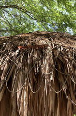 Scolopendra gigantea