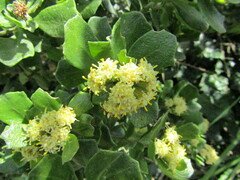 Baccharis vernalis