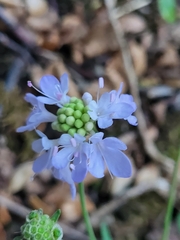Dipsacoideae