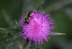 Megachile