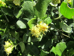 Baccharis vernalis