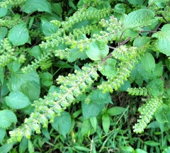 Perilla