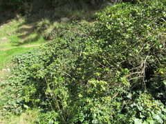 Baccharis vernalis